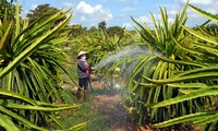 Musim semi tiba di daerah pedesaan baru provinsi Long An