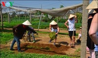 Sehari menjadi petani di desa Tra Que