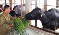 Di lapangan rumput muda tidak ada lagi bekas kaki Pahlawan Kerja Ho Giao