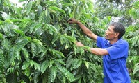 Bapak K’So, orang yang mendatangkan kehidupan baru kepada dukuh B’Dong, kecamatan Quang Khe, kabupaten Dac G'long, provinsi Dac Nong