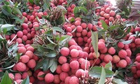 Siap bagi festival buah-buahan yang pertama di Vietnam Utara