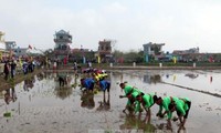 Wakil Presiden Dang Thi Ngoc Thinh menghadiri pesta turun ke sawah di provinsi Nam Dinh