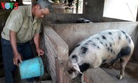 Petani lansia warga etnis minoritas Kho Mu mengembangkan ekonomi kepala keluarga dari usaha peternakan