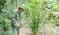 Warga etnis minoritas Dao di Provinsi Quang Ninh mengkonservasikan sumber bahan farmasi daerah