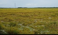 Efektivitas Penanaman Padi di Sawah Percontohan Besar di Kecamatan Phu Can, Provinsi Tra Vinh