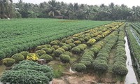 Desa Bunga Menyambut Hari Raya Tet