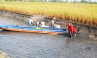 Meningkatkan Efektivitas Model Produksi Padi-Udang