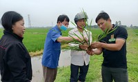 Truong “Beras” dan Benih yang Berkecambah Sebelumnya Mendampingi Kaum Tani Beradaptasi dengan Perubahaan Iklim