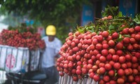 Vietnam Airlines ນຳໝາກລິ້ນຈີ່ເຂົ້າໃນການຮັບໃຊ້ໃນບັນດາຖ້ຽວບິນຢູ່ພາຍໃນ ແລະ ສາກົນ