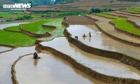 ປະຫຼາດໃຈຕໍ່ຄວາມງາມຍາມລະດູຝົນໃນທົ່ງນາຂັ້ນໄດຢູ່ແຂວງ ລາວກາຍ
