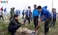 Localidades vietnamitas despliegan movimientos de plantación de árboles