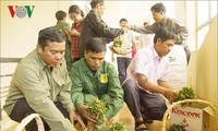 Kon Tum proporciona plantas de ginseng Ngoc Linh a cultivadores locales