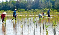 Vietnam aplica experiencias internacionales en el enfrentamiento al cambio climático