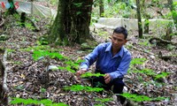 Prosperan étnicos Xo Dang merced a plantas medicinales