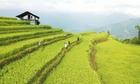 Ha Giang Culture and Tourism Week to honor Hoang Su Phi terraced fields