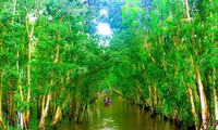 El bosque de cajeput de Tra Su