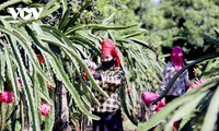 Provincia de Son La exporta 10 toneladas de pitahaya roja a Rusia