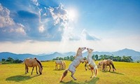 Caballos blancos en la colina de Khau Sao 