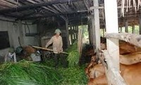 ザライ省における貧困解消に寄与する牛飼モデル