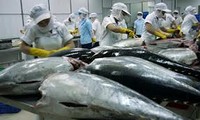 マグロ産業の開発