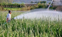 花栽培を生計にするクホー族