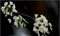 ハノイの槐の花