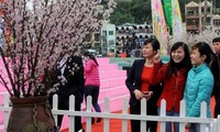 クアンニン省、桜祭りを恒例化