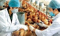 ベトナム、鳥インフル予防対策を強化