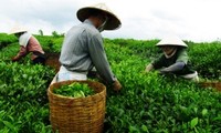 ベトナム、お茶生産増加