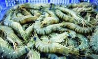 ベトナム、エビ輸出額が急増
