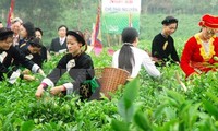 タイグエン省、お茶祭りを開催
