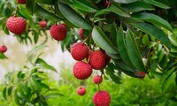 今月中に、ライチを米国に初輸出
