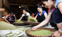 北西部山岳地帯のヤングライス「コム」