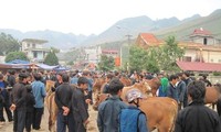 最北端のハーザン高原で牛を飼う人々