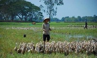 メコンデルタ地域におけるアヒルの飼育