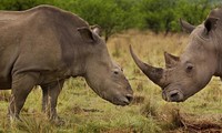 米 越の野生動植物密輸対策に千万ドルを支援