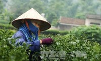 ベトナム茶、米国で商標作りのチャンスに恵まれる