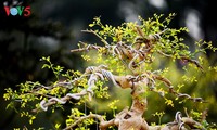 ベトナムの園芸