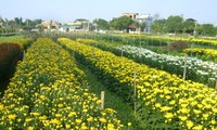 テトを控えるフーバン花村