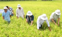 カントー市のクリーンコメ生産