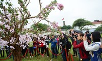 ハノイの桜祭り 3月下旬に開催