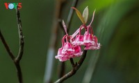 バナ山の「ダオチュオン」花