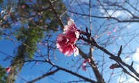 バクニン省、日本の桜植樹セレモニー