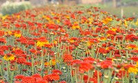 花の栽培と観光サービスを両立させるフーバン花村