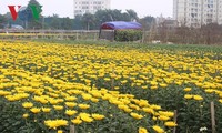 テトになぜ花を飾りますか