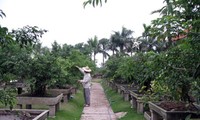 観賞用植物栽培のビケ村