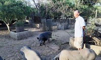 野生イノシシの飼育で経済発展をするバナ族の人たち