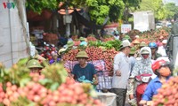 ベトナムのライチが各国に輸出される