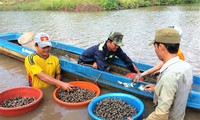 ホタテの養殖で経済発展を遂げたカマウ省の住民たち