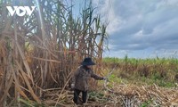 サトウキビの栽培で富を築くホボン村の住民